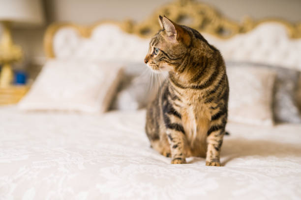 istock Beautiful short hair cat at home 1134246648