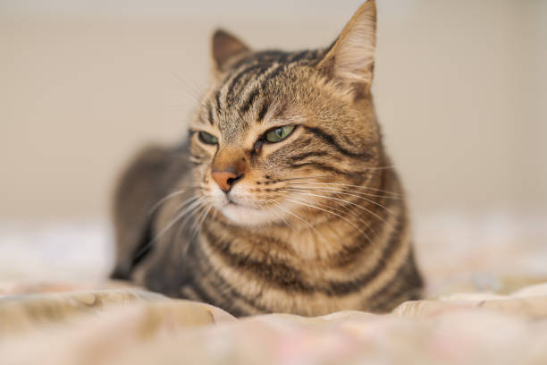 istock Beautiful short hair cat at home 1134247274