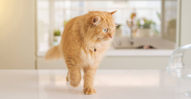 istock Beautiful ginger long hair cat at home 1134247405