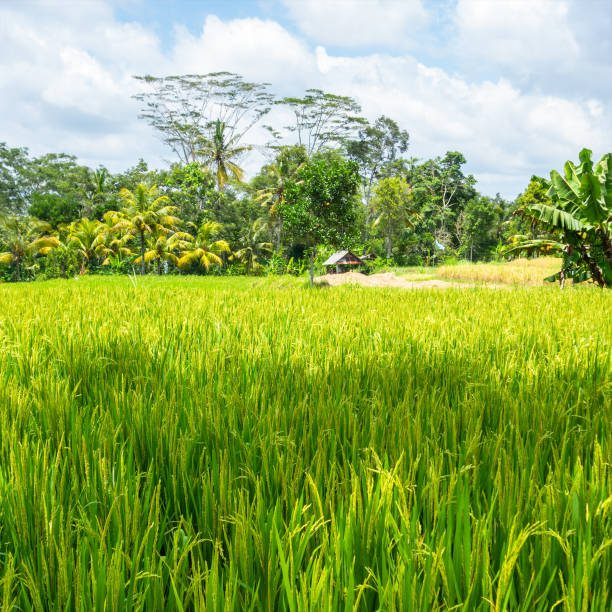 istock hut in a rice field in Bali Indonesia 1134247565