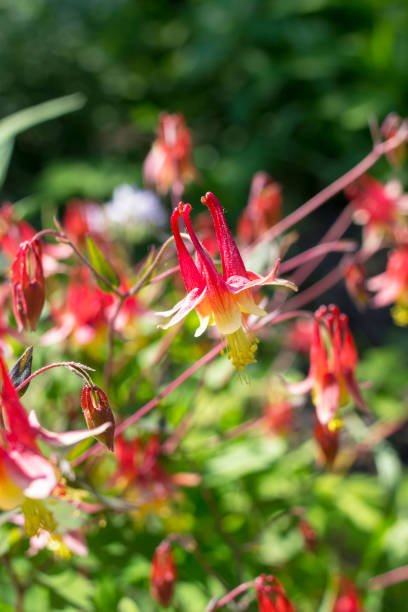 istock Red Columbine Flowers 1134248153