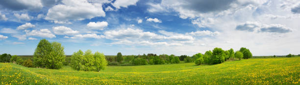 field with dandelions and blue sky - landscape tree field solitude imagens e fotografias de stock