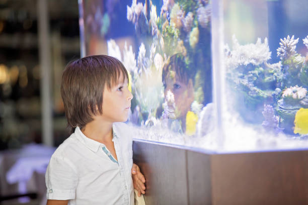istock Little preschool child watching fish tank, aquarium 1134249143