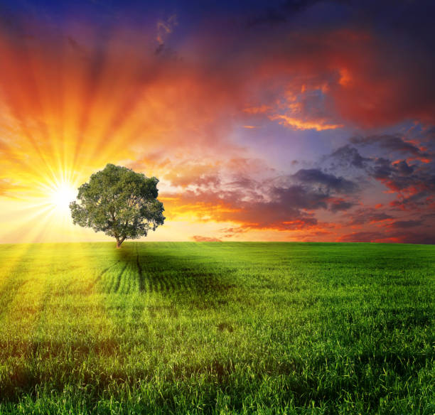 istock Alone tree on the green meadow at sunset. 1134249859