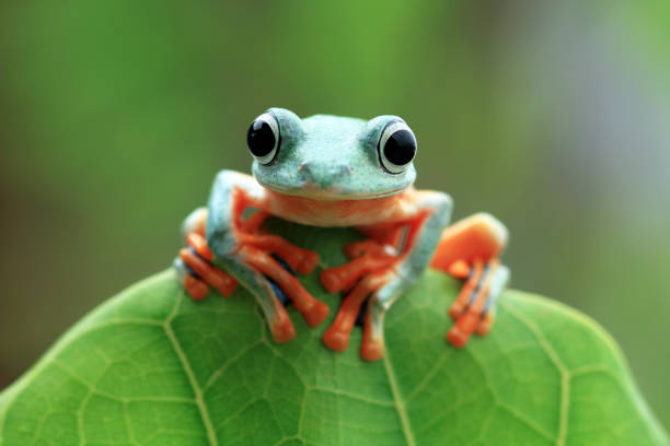 istock flying frogs sitting on green leaf 1134249966