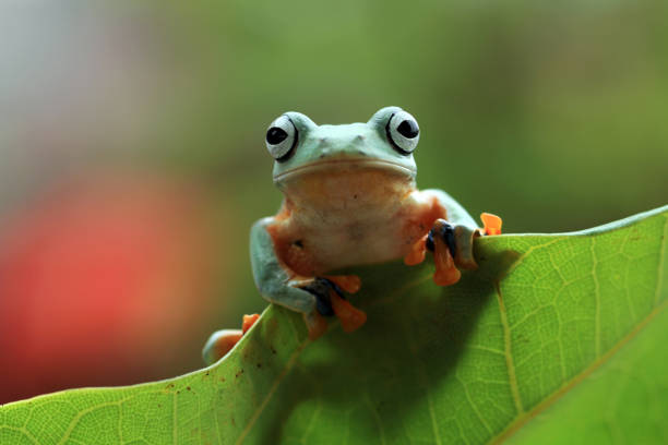 flying frogs sitting on green leaf stock photo