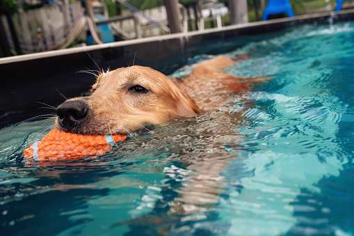 A young golden retriever playing fetch in a pool