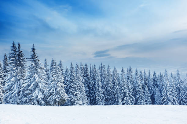 istock Trees covered with hoarfrost and snow in mountains. 1134250856