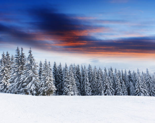 istock Trees covered with hoarfrost and snow in mountains. 1134250881