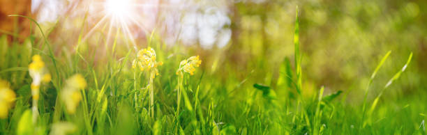istock Panoramic view to spring flowers in the park 1134251042