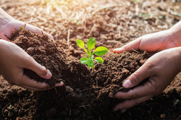 istock hand helping planting tree in garden. eco concept 1134251077