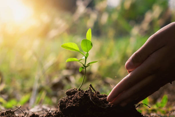 istock hand planting tree in garden. eco concept 1134251078