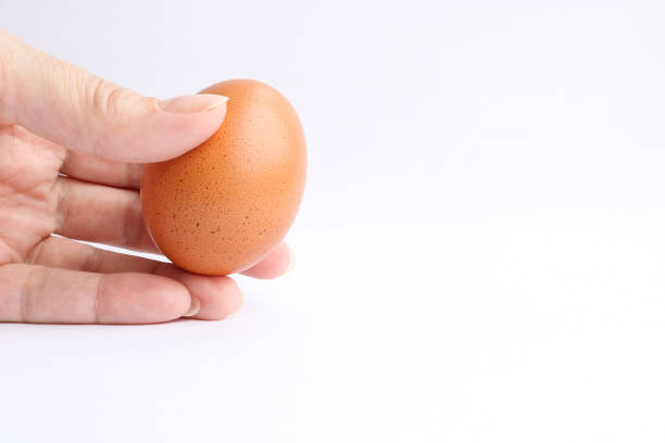 istock Hand holds brown chicken egg isolated on light background. 1134251300