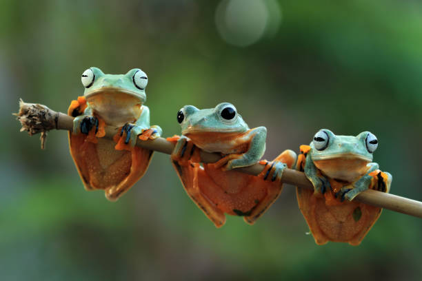 Three Java frogs sitting together on the stalk Flying frog on branch tree frog photos stock pictures, royalty-free photos & images