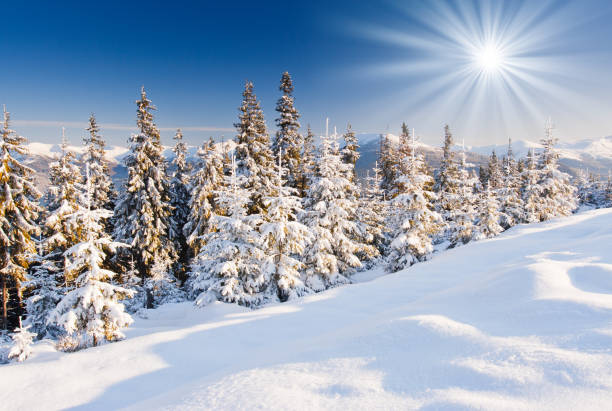 istock Trees covered with hoarfrost and snow in mountains. 1134251444