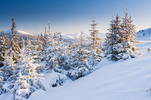 istock Trees covered with hoarfrost and snow in mountains. 1134251469