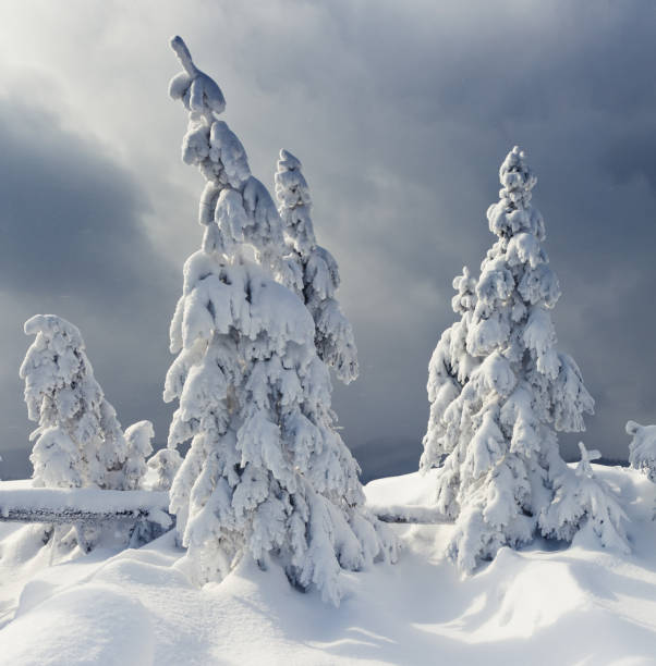 istock Trees covered with hoarfrost and snow in mountains. 1134251686