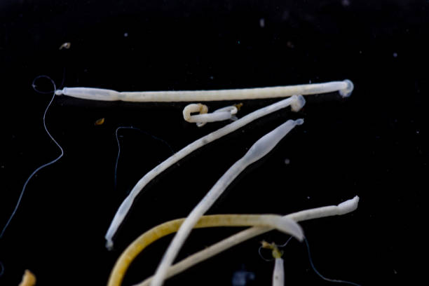 istock The study of Acanthocephala is a phylum of parasitic worms known as acanthocephalans, thorny-headed worms or spiny-headed worms in laboratory. 1134254991