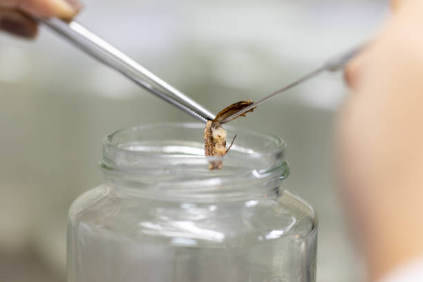 istock Plant tissue culture techniques in laboratory. 1134255044
