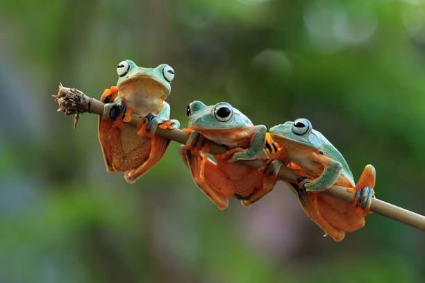 Three Java frogs sitting together on the stalk stock photo