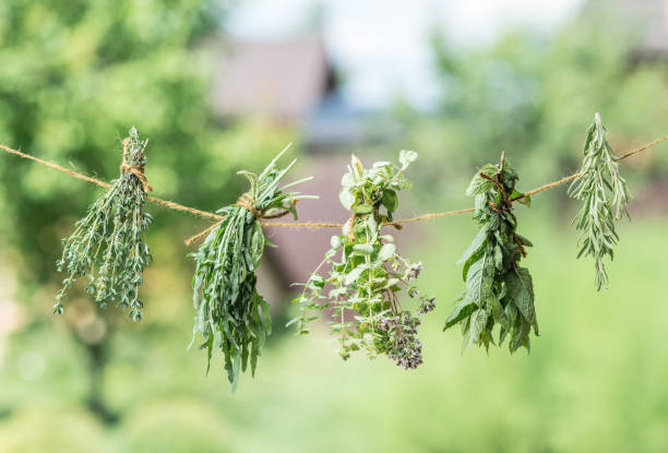 bundles of flavoured herbs drying on the open air. - secar imagens e fotografias de stock
