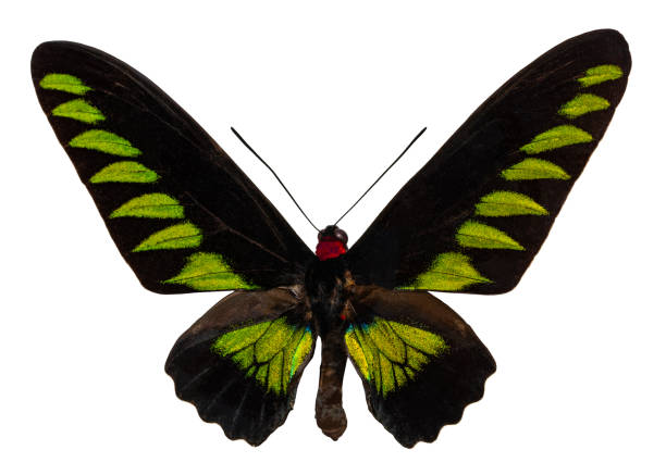 istock Color butterfly, isolated on white background with clipping path. Trogonoptera brookiana 1134255412
