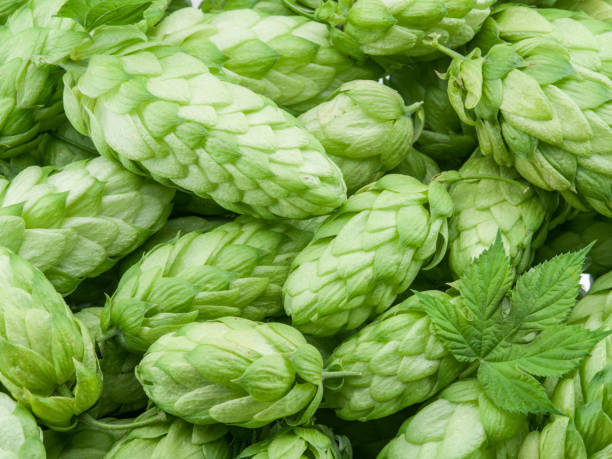 istock Green hop cones. 1134255791