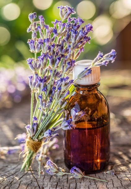 istock Bunch of lavandula or lavender flowers. 1134256221