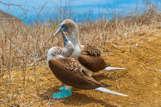 istock Blue Footed Boobies, Galapagos Islands, Ecuador 1134257458