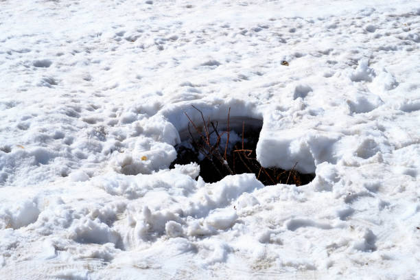istock Snow hole, trace of animal on heavy snow layer. 1134257783