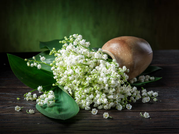 istock Lily of the valley bouquet. 1134258150