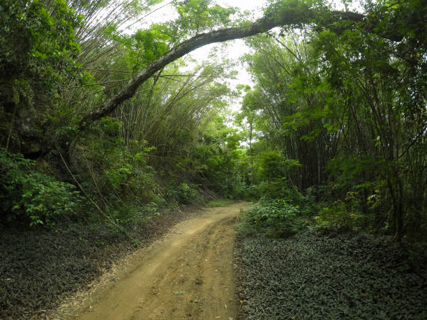 ścieżka w lesie - mystery forest ecosystem natural phenomenon zdjęcia i obrazy z banku zdjęć