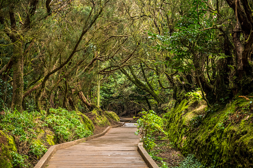 Beautiful green forest of Anaga, Tenerife National Park, Canary Island. Spain.