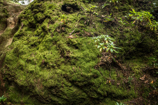 Stone paved old footpath in ancient mountains with green moss covered big stones isolated on white
