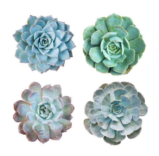 istock Miniature succulent plants isolated 1134259192