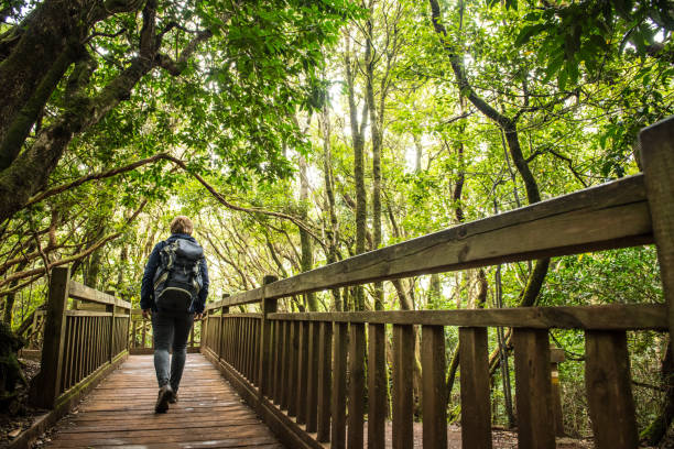istock Woman exploring a beautiful green forest 1134259927