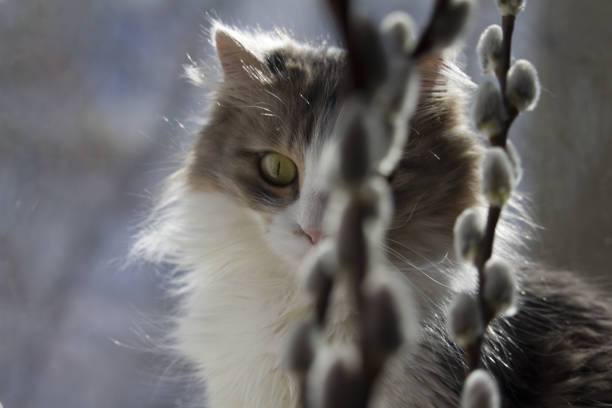 gray fluffy cat looks at the willow twigs