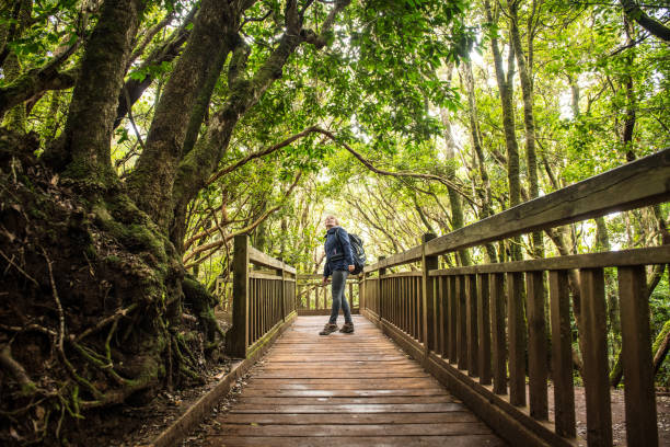istock Woman exploring a beautiful green forest 1134259993