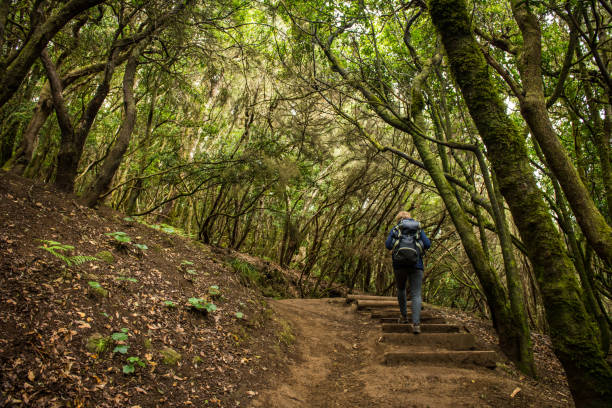 Woman exploring a beautiful green forest