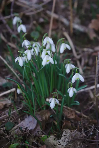 snowdrop, the first spring flowers in the Auvergne forest