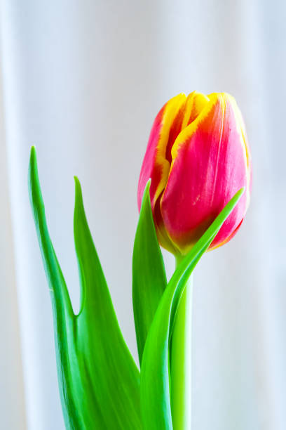 istock Bouquet of spring tulips on a light background, 1134261920