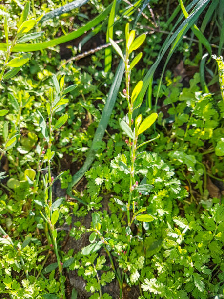 istock Knotgrass, pigweed or centinodia 1134262153
