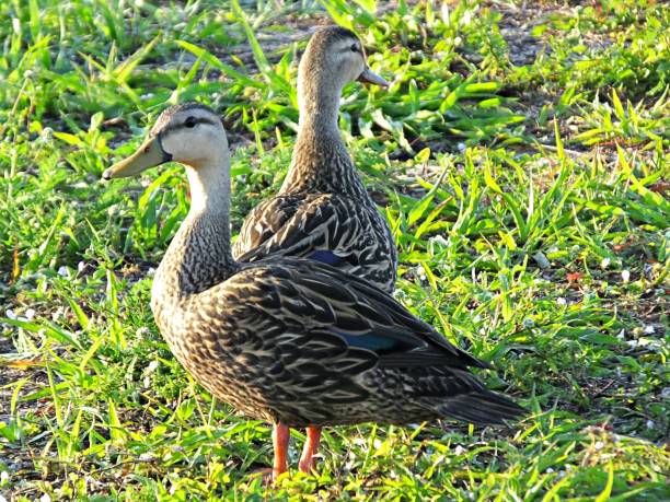 istock Mottled Ducks  (Anas fulvigula) standing in the grass in the Florida wetlands 1134262837