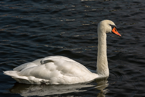 One white mute swan (Cygnus olor) swim on a dark blue lake