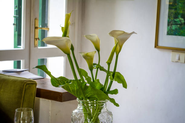 istock calla lilies in a living room 1134266432