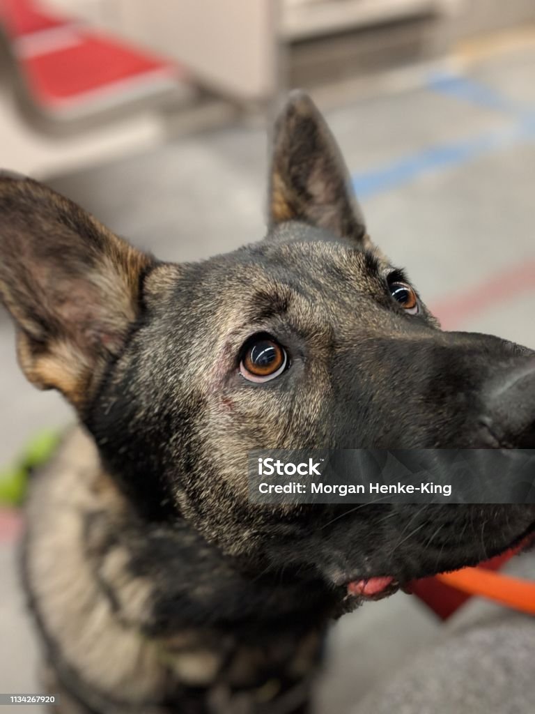 German Shepard Moment captured of a service dog looking up at his owner. Animal Stock Photo