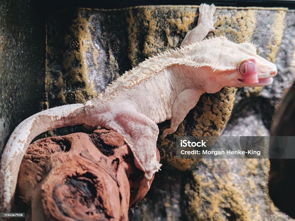Creted Gecko Crested Gecko "blinking" Animal Body Part Stock Photo