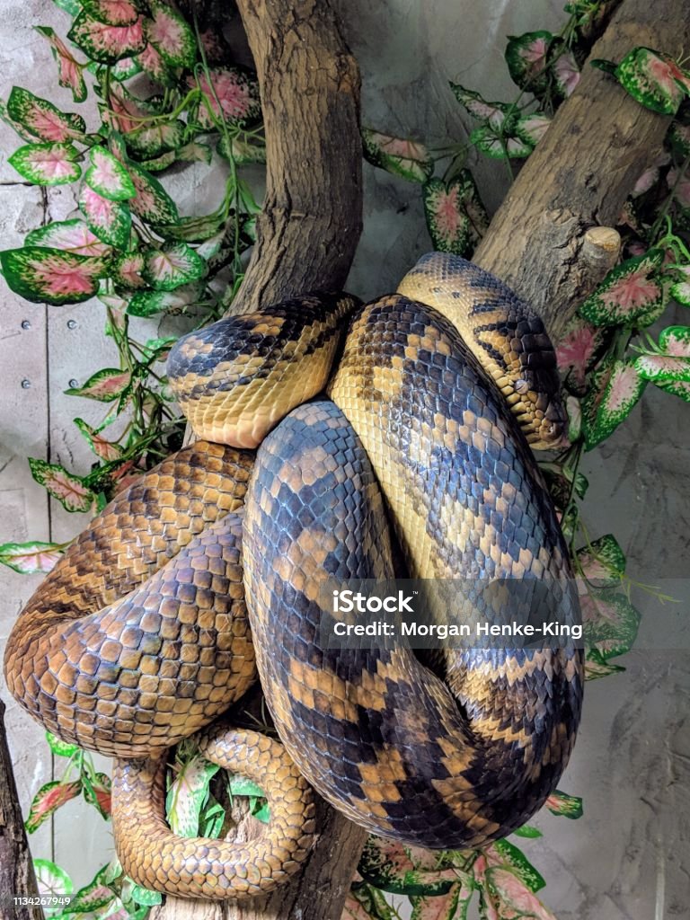 Amethystine Python Taken at Reptilia in Vaughan Eating Stock Photo
