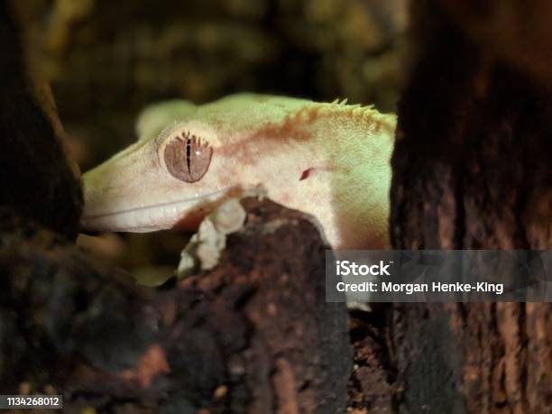 Crested Gecko Stock Photo - Download Image Now - Animal, Animal Body Part, Animal Eye