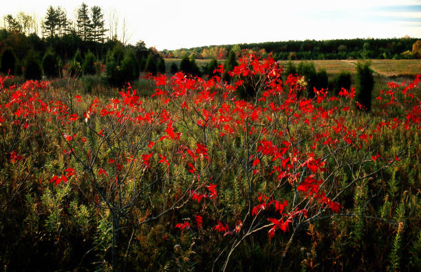 istock Field of Color 1134268166